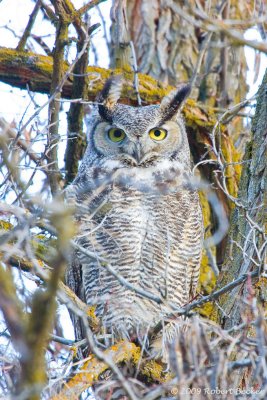 Great Horned Owl