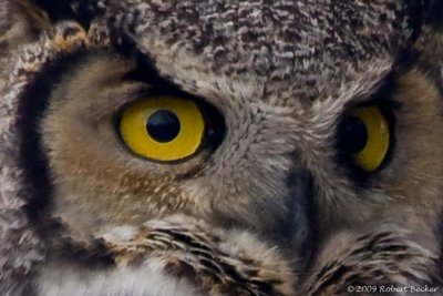 Great Horned Owl