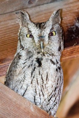 Western Screech Owl