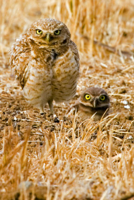 Burrowing Owl