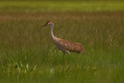 Sandhill Crane