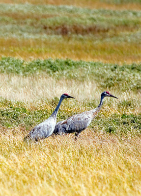 Sandhill Crane