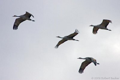 Cranes