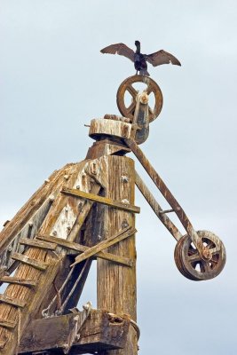 Cormorant