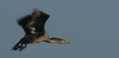 Cormorant