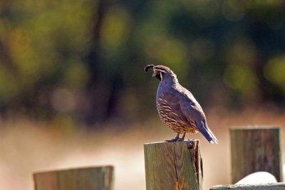 California Quail