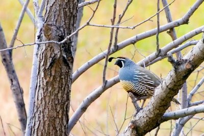 California Quail