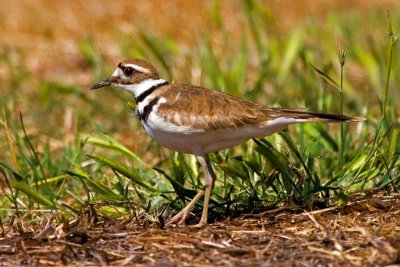 Killdeer