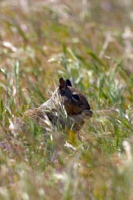 Ground Squirrel