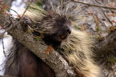 Porcupine