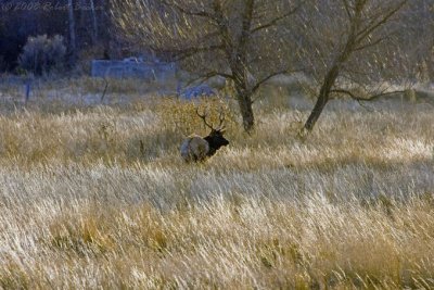 Elk