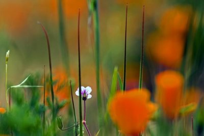Poppies and Grass