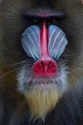 Mandrill