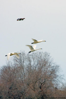 Trumpeter Swans and White Fronted Goose