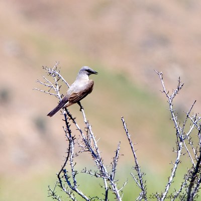 Western-Kingbird
