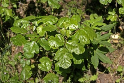 Poison Oak