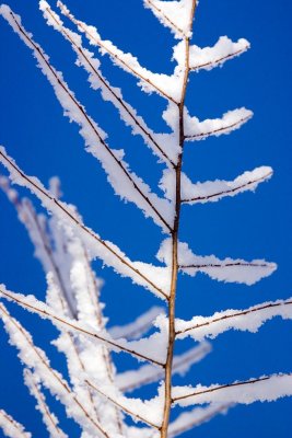 Fresh Snow