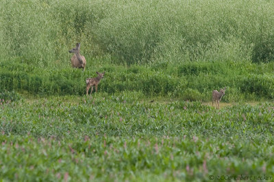 Momma and Babies