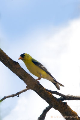 Gold Finch