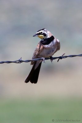 Horned Lark
