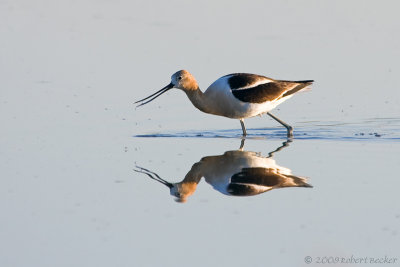 Stilts and Avocets