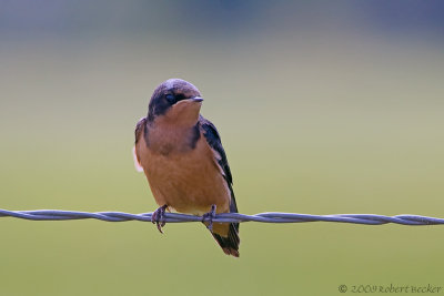 Barn Swallow