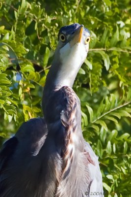 Great Blue Heron