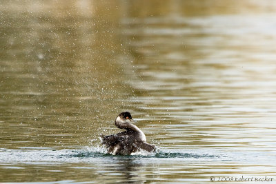 Eared Grebe