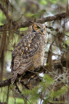 Great Horned Owl