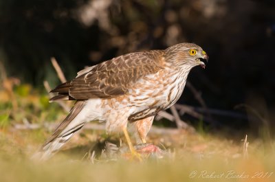 Sharp Shinned Hawk