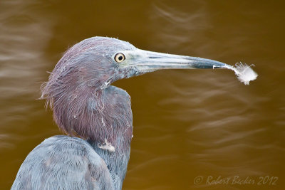 Little Blue Heron