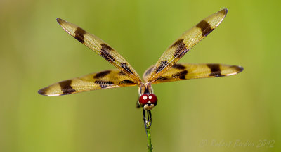 Halloween Pennant