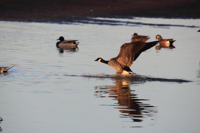 Creamer Field pond