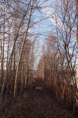 Walking path at Creamer Field