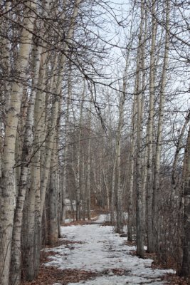 Walking path at Creamer Field