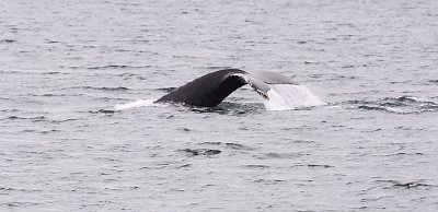 Prince William Sound AK Humpback  whale