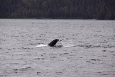 Prince William Sound AK Humpback  whale