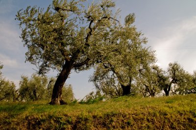Olive Trees in the Breeze