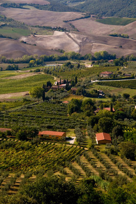 Tuscany grape landscape