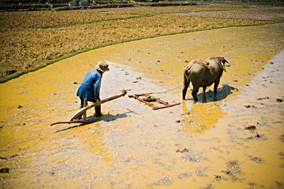 PORTRAITS / rice planting