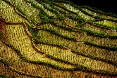 Rice paddy field lines