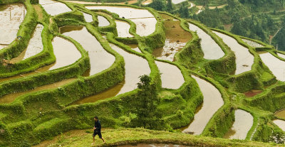 Man in fields