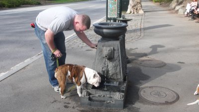 Bulldog and owner in Central Park