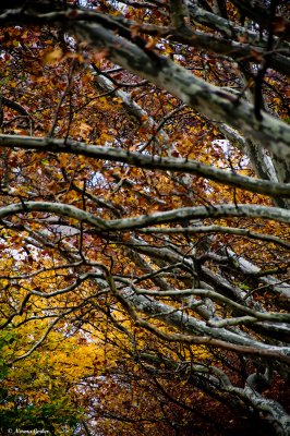 Fall branches