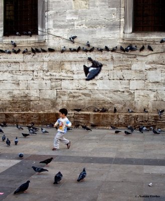 Chasing the pigeons