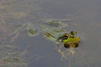 Grenouille - Frog