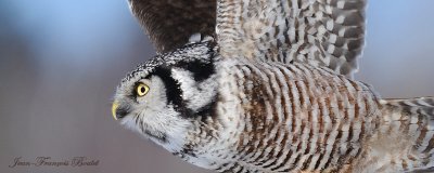 Chouette pervire - Hawk Owl