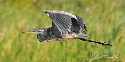 Grand hron - Great Blue Heron