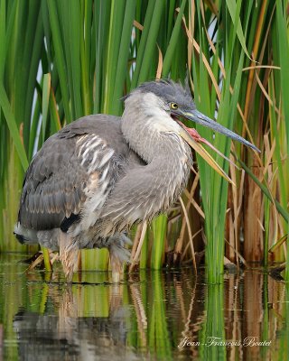 Grand hron - Great Blue Heron