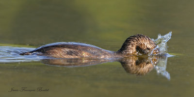 Grbe  bec bigarr - Pied-Billed Grebe